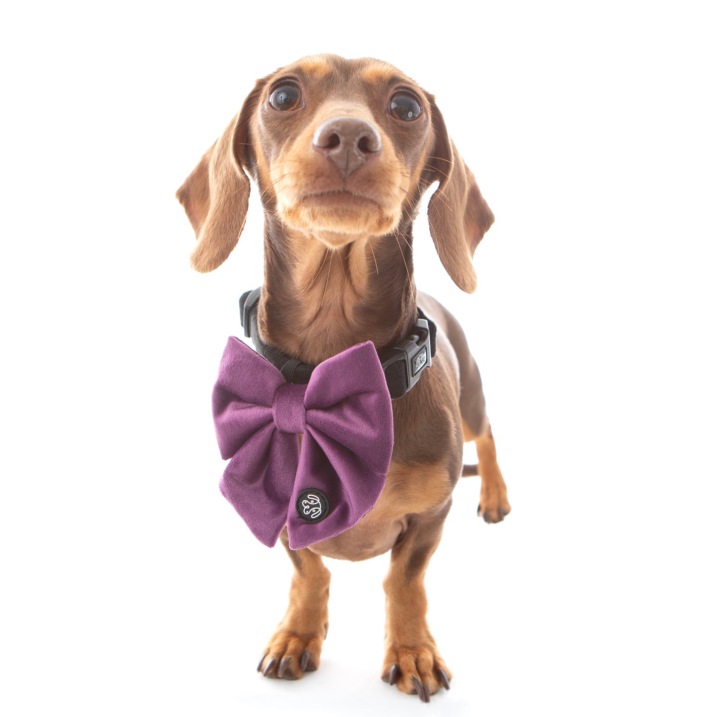 SALE! 25% OFF! Grape Velvet Sailor Bow