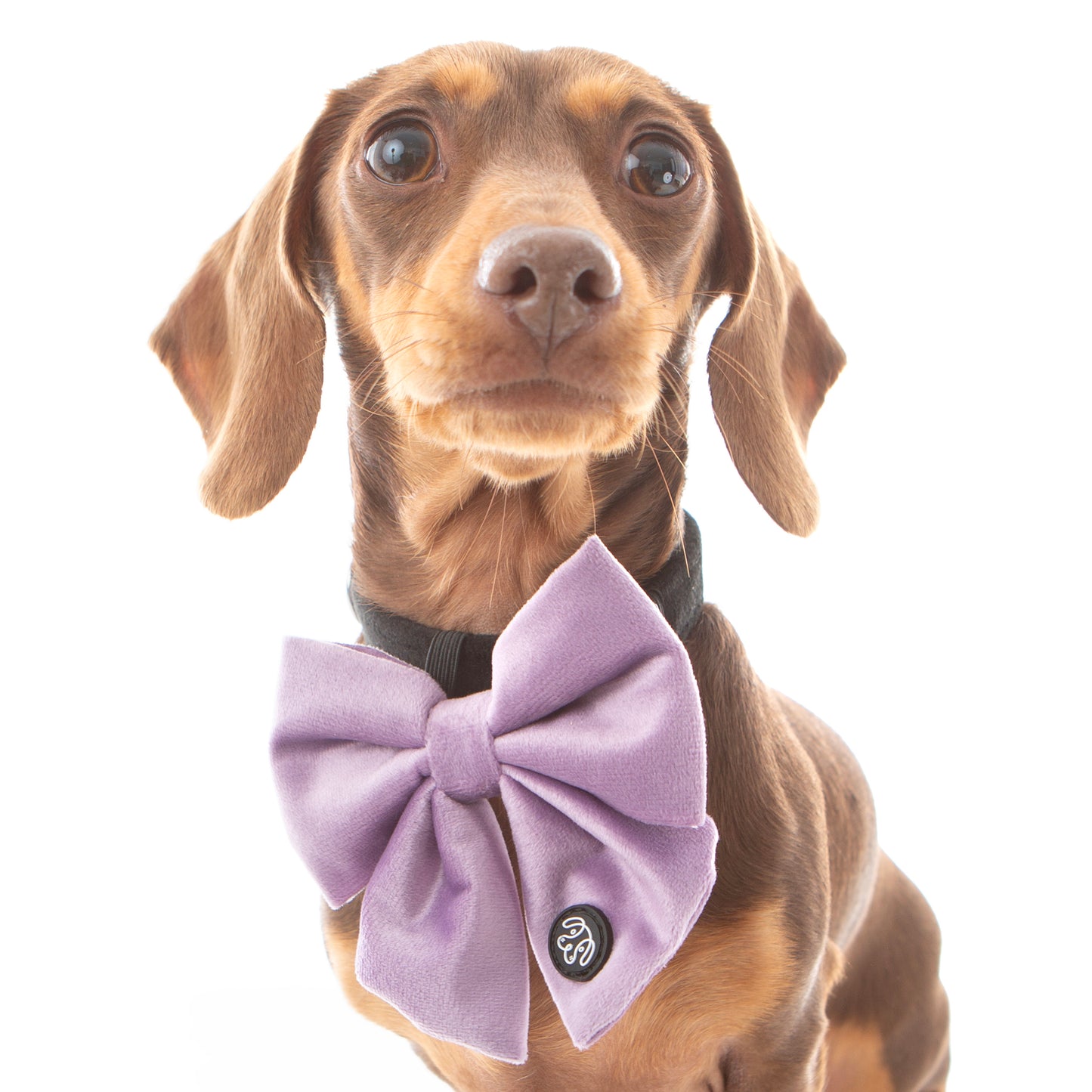 Lilac Velvet Sailor Bow