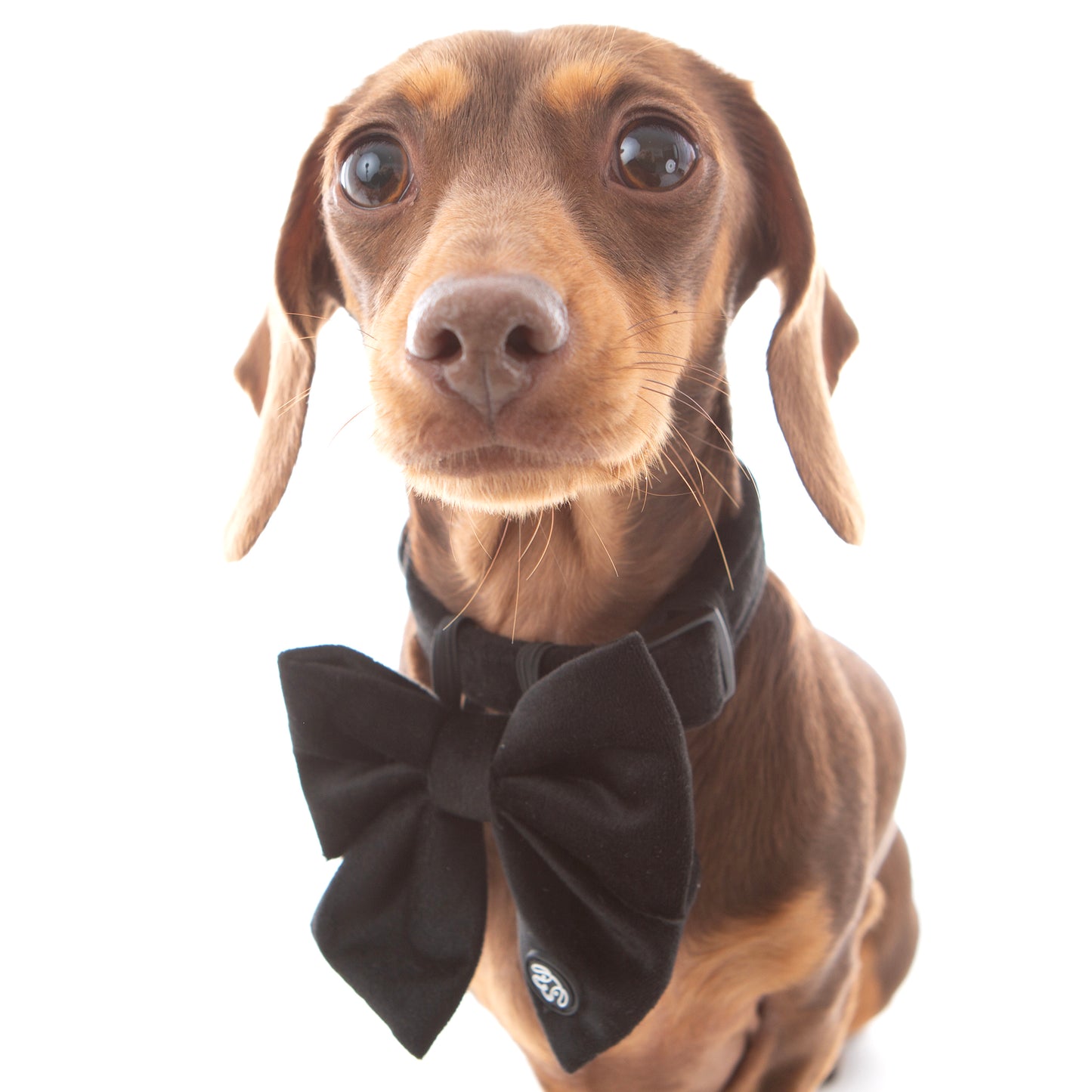 Black Velvet Sailor Bow