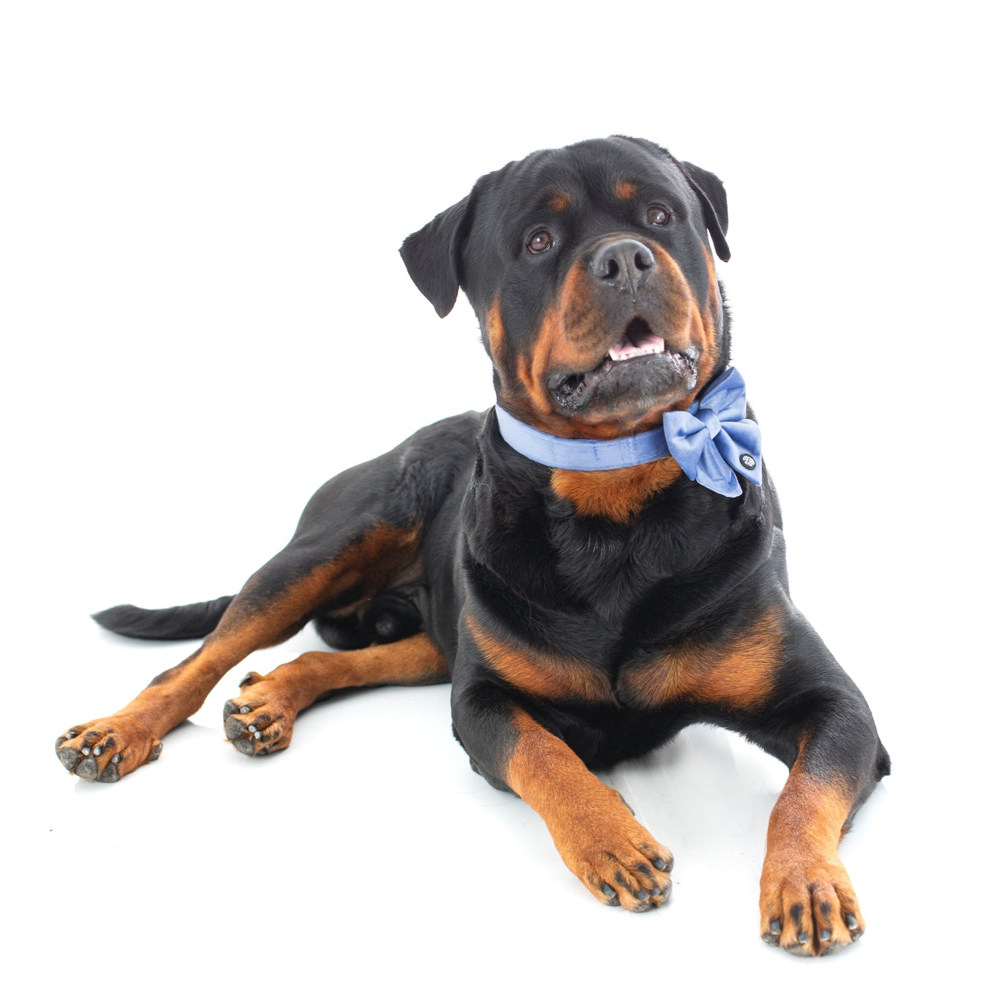 Steel Blue Velvet Collar