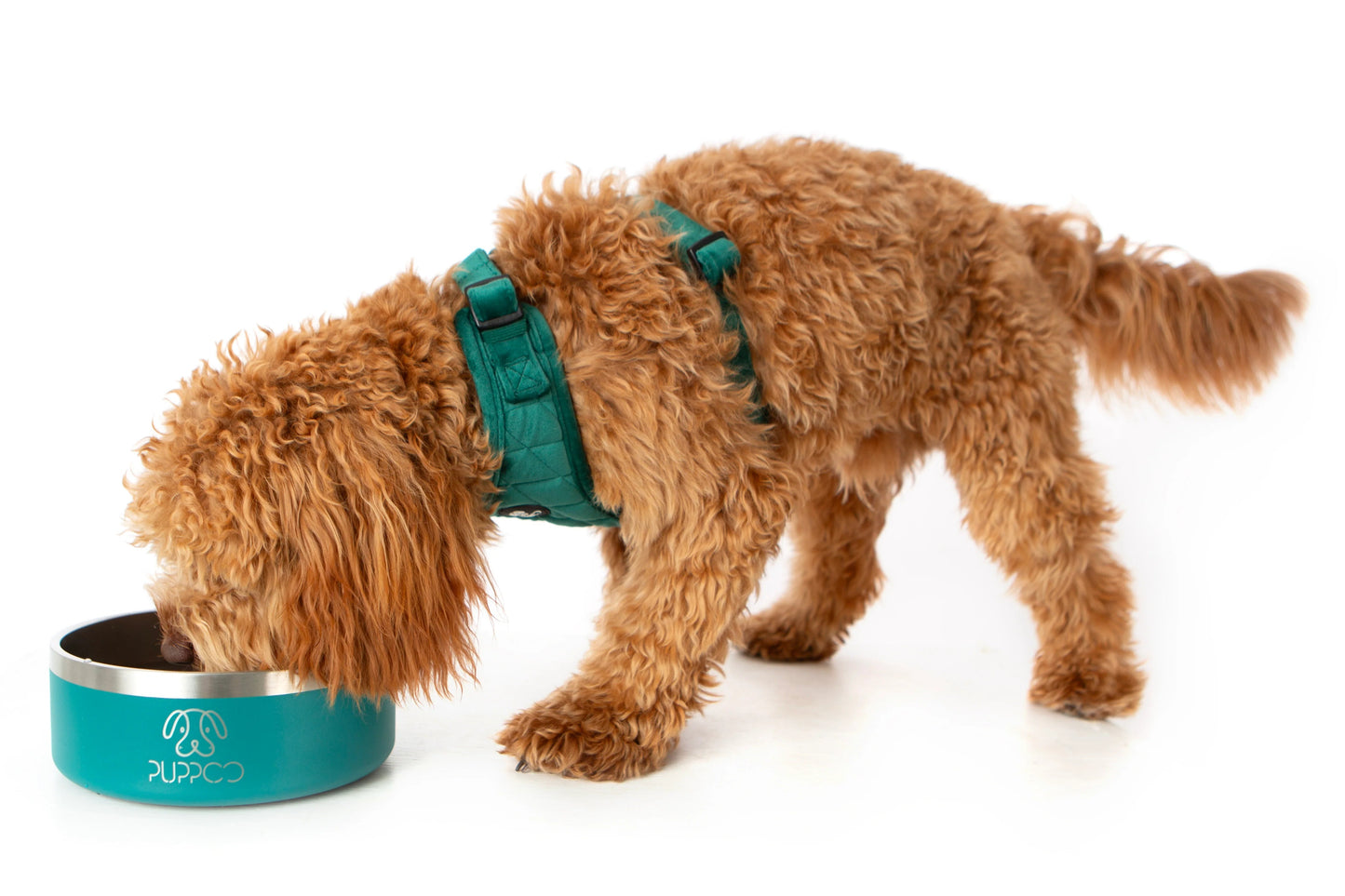 Premium PuppBowls