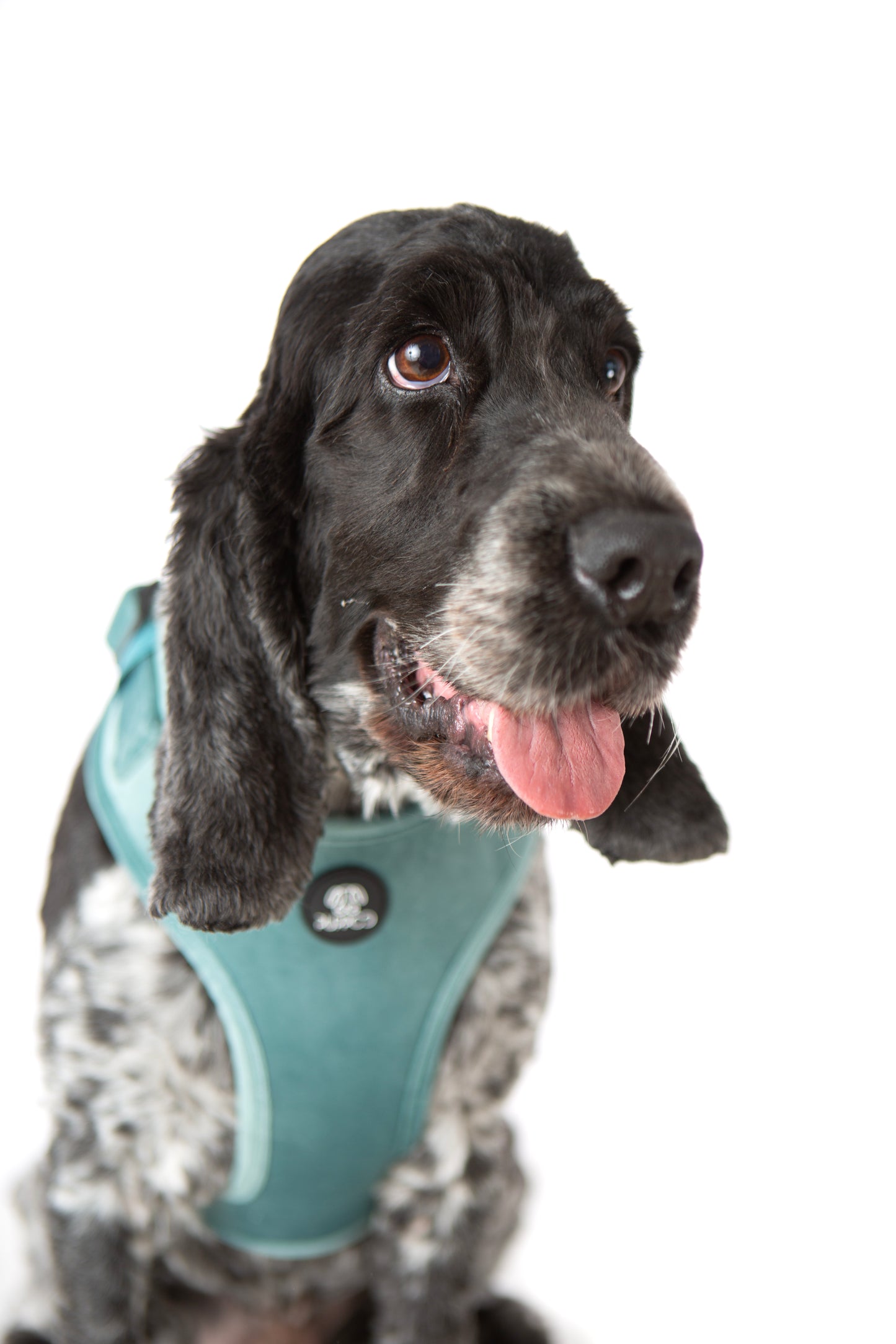 Teal Velvet Harness