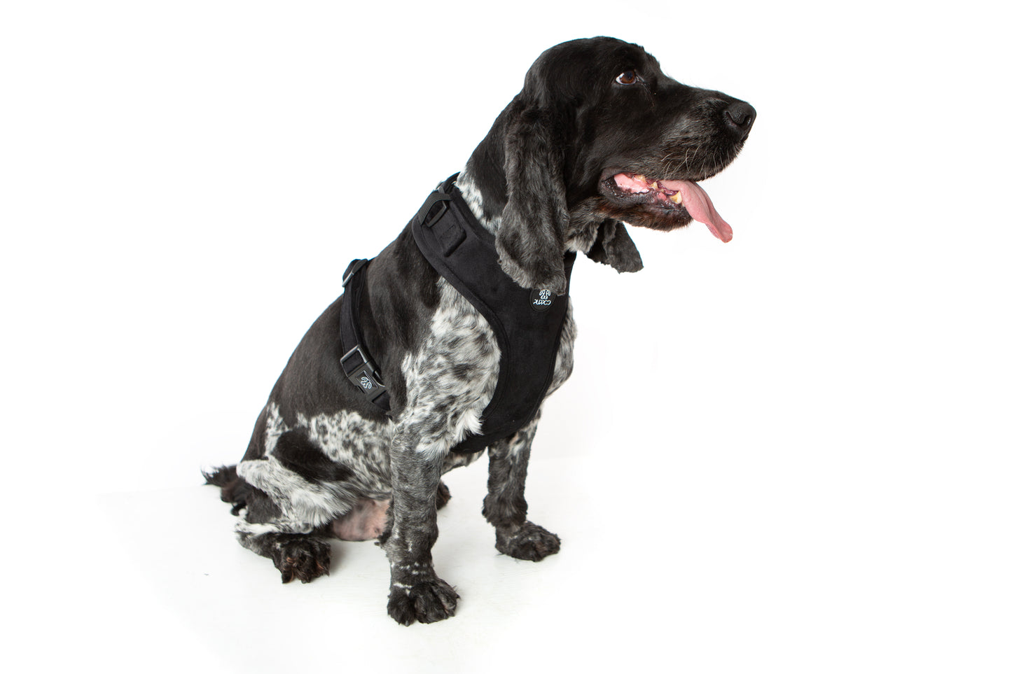 Black Velvet Harness