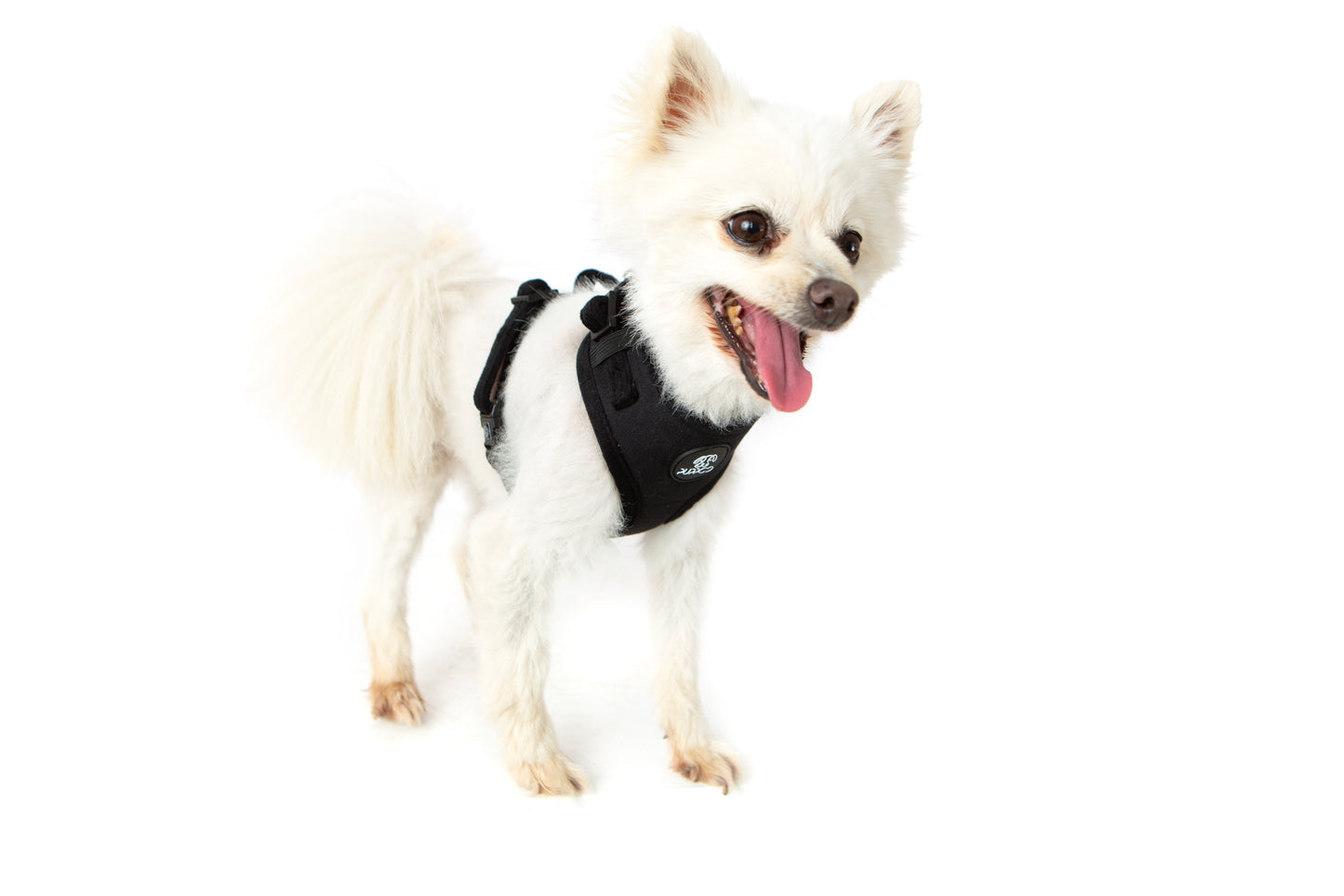 Black Velvet Harness