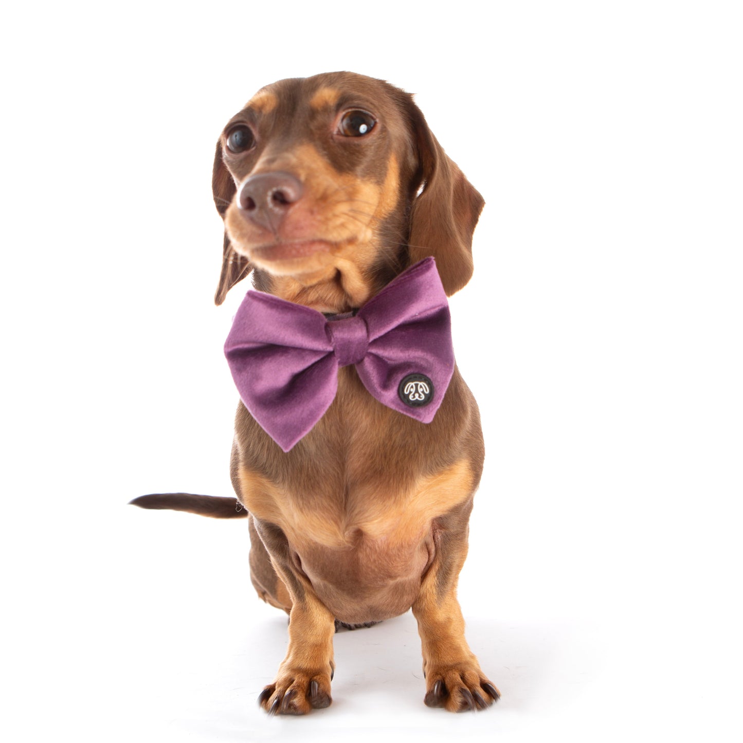 *NEW* Grape Velvet Bow Tie