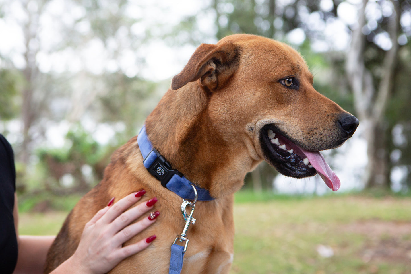 Steel Blue Velvet Collar