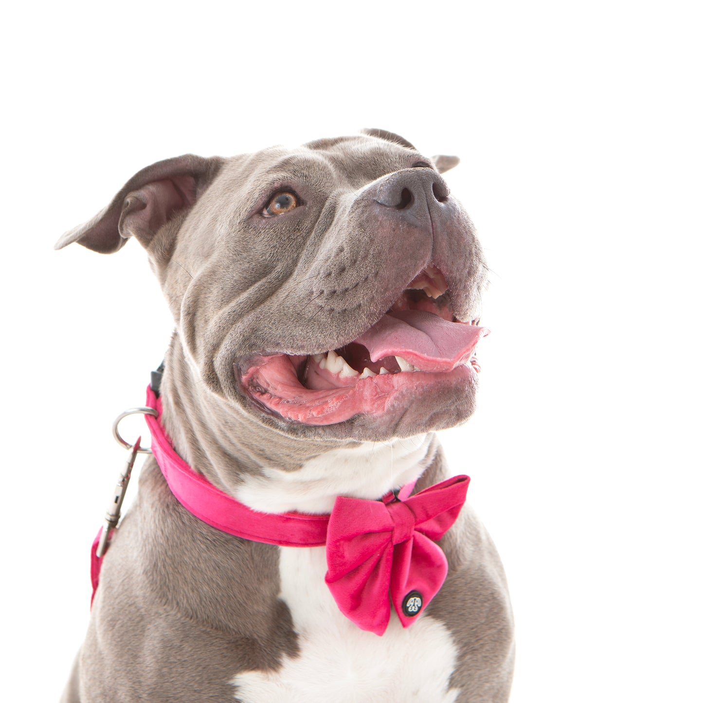 Pink Velvet Sailor Bow