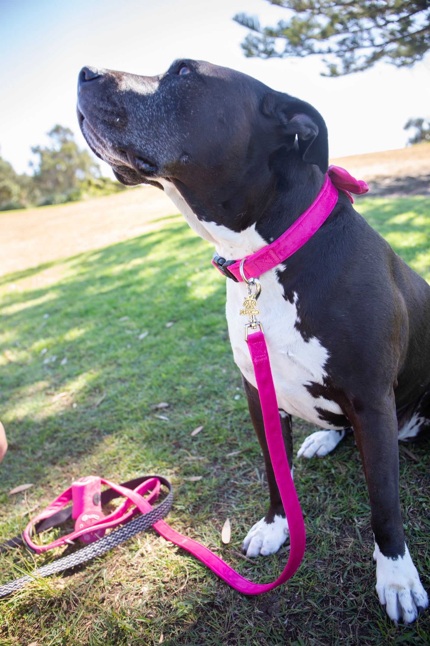 PuppCo Branded Pup Charm *LIMITED EDITION
