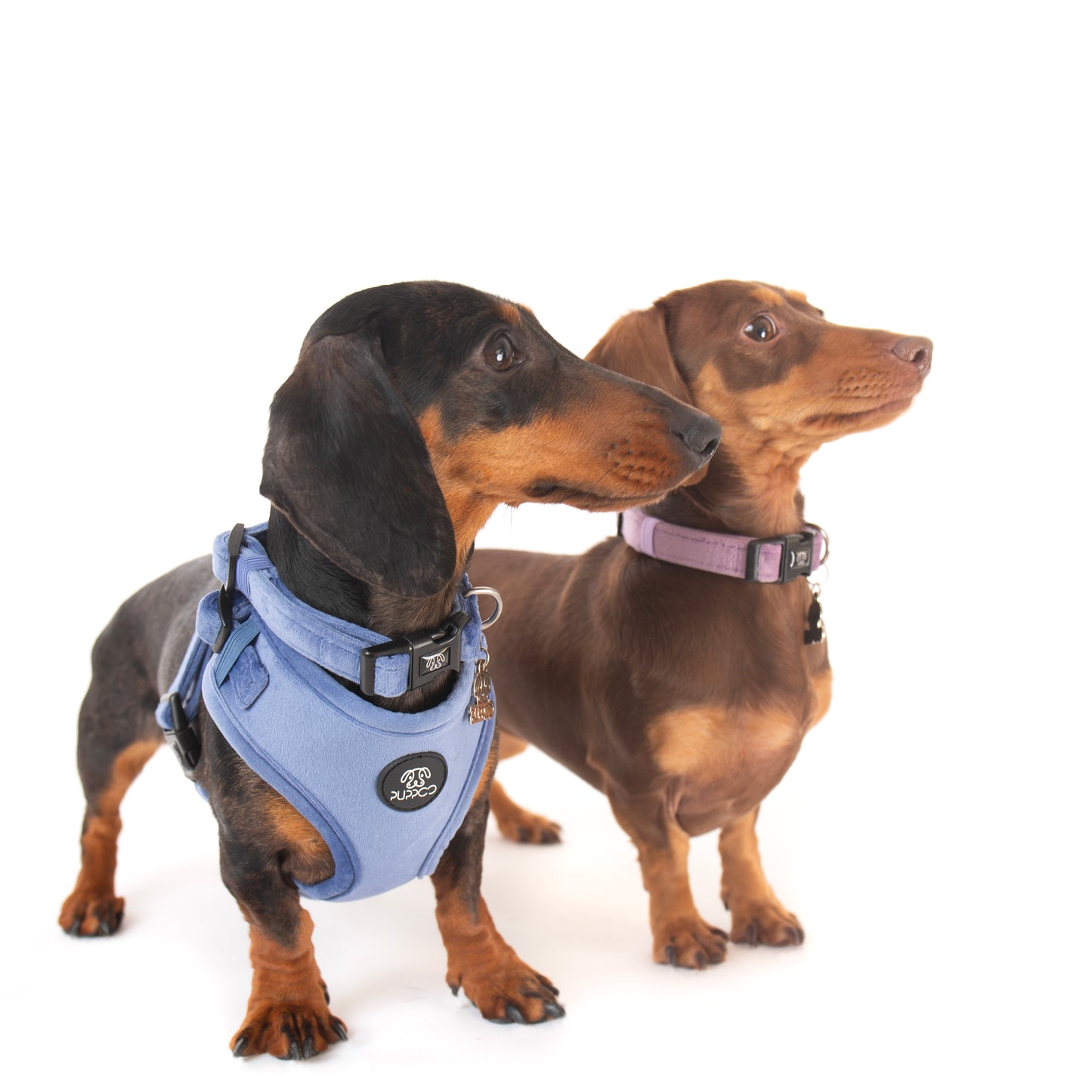 PuppCo Branded Pup Charm *LIMITED EDITION
