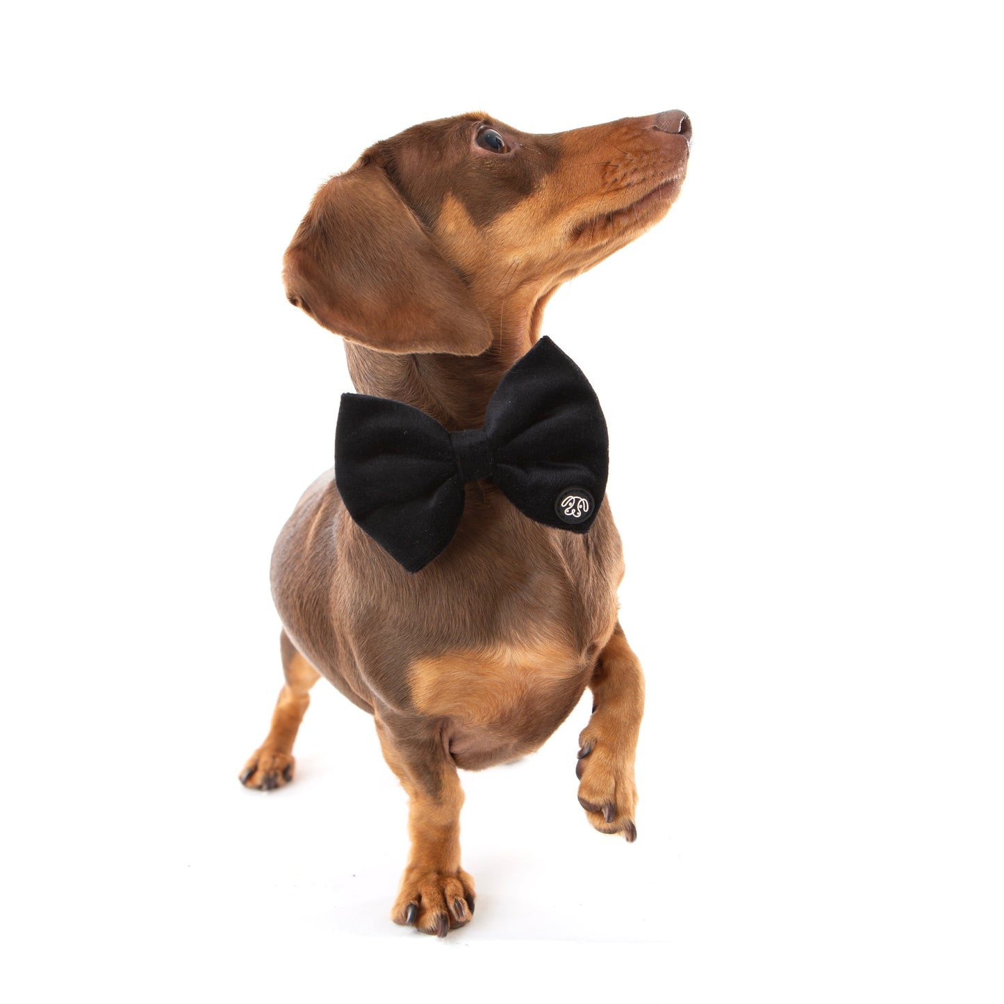SALE! 25% OFF! Black Velvet Bow Tie