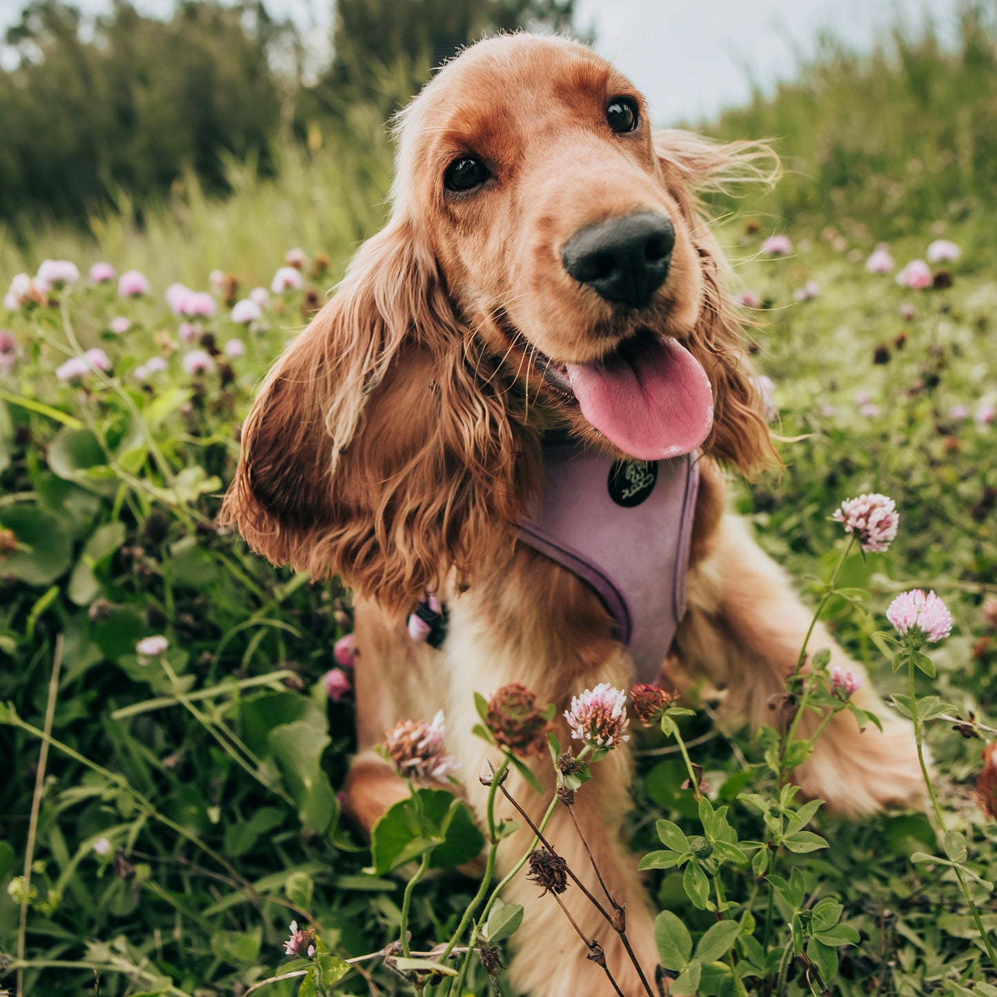 Lilac velvet dog harness on a cocker spaniel