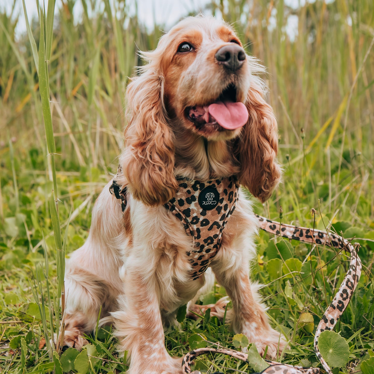 Leopard Dog Harness Cockerspaniel