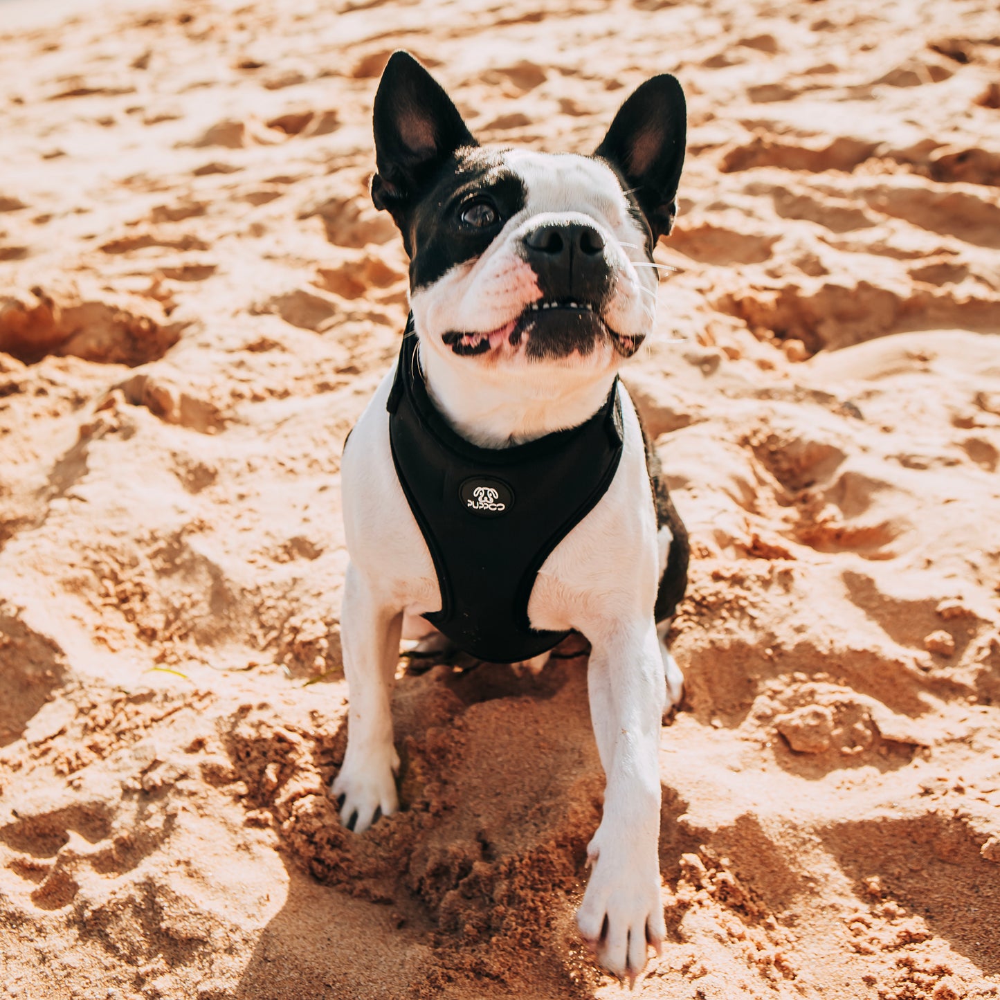 Black Velvet Harness