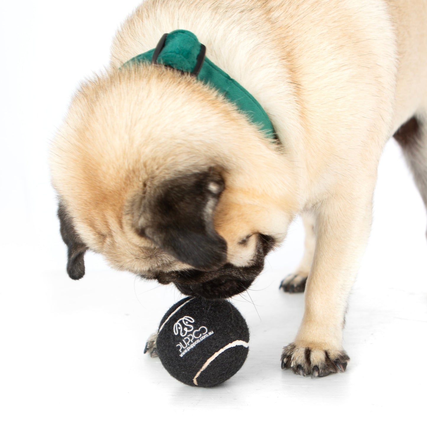 Pup Ball