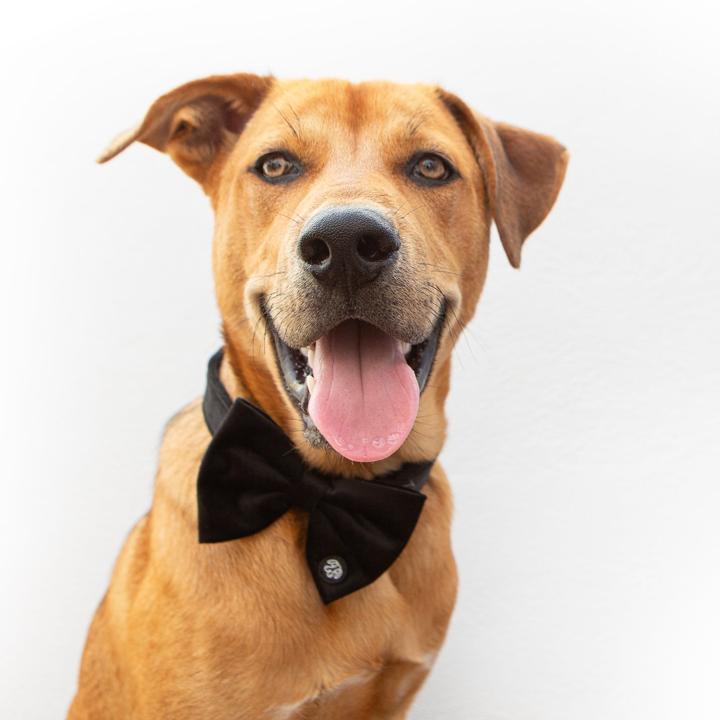 Large Black Velvet Bow Tie
