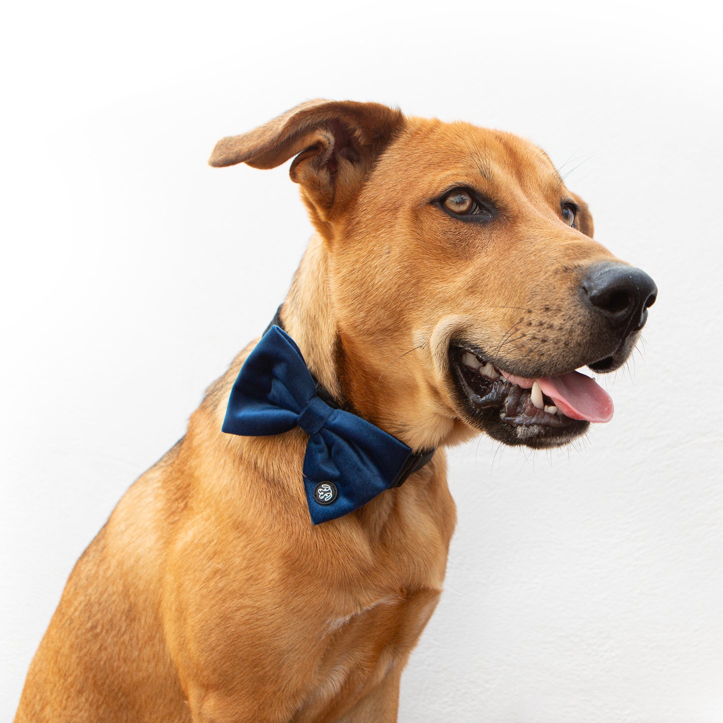Large Deep Blue Velvet Bow Tie
