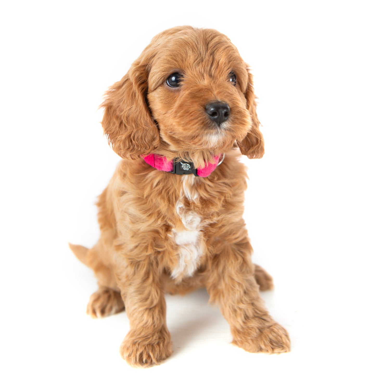 PINK Velvet Collar