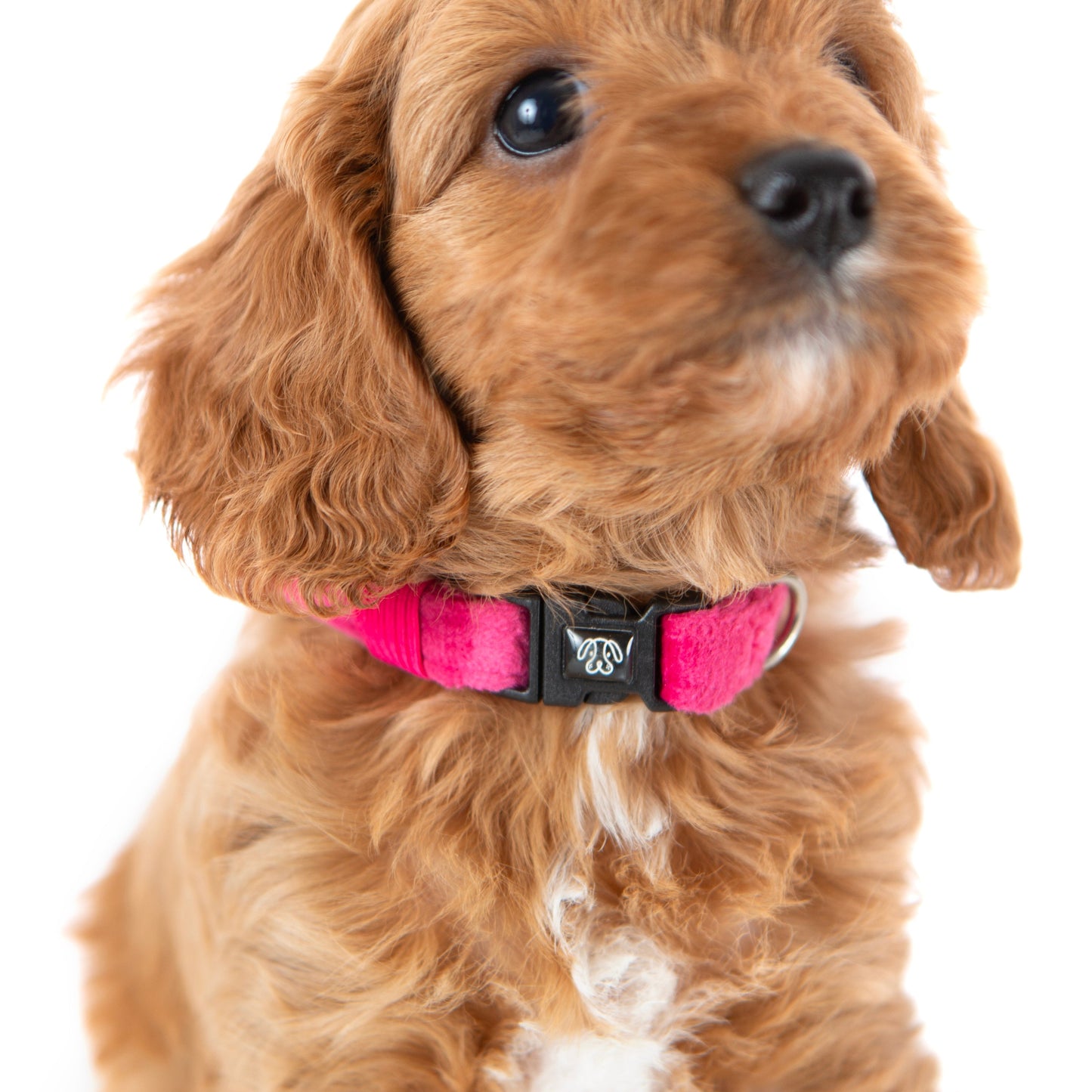 PINK Velvet Collar