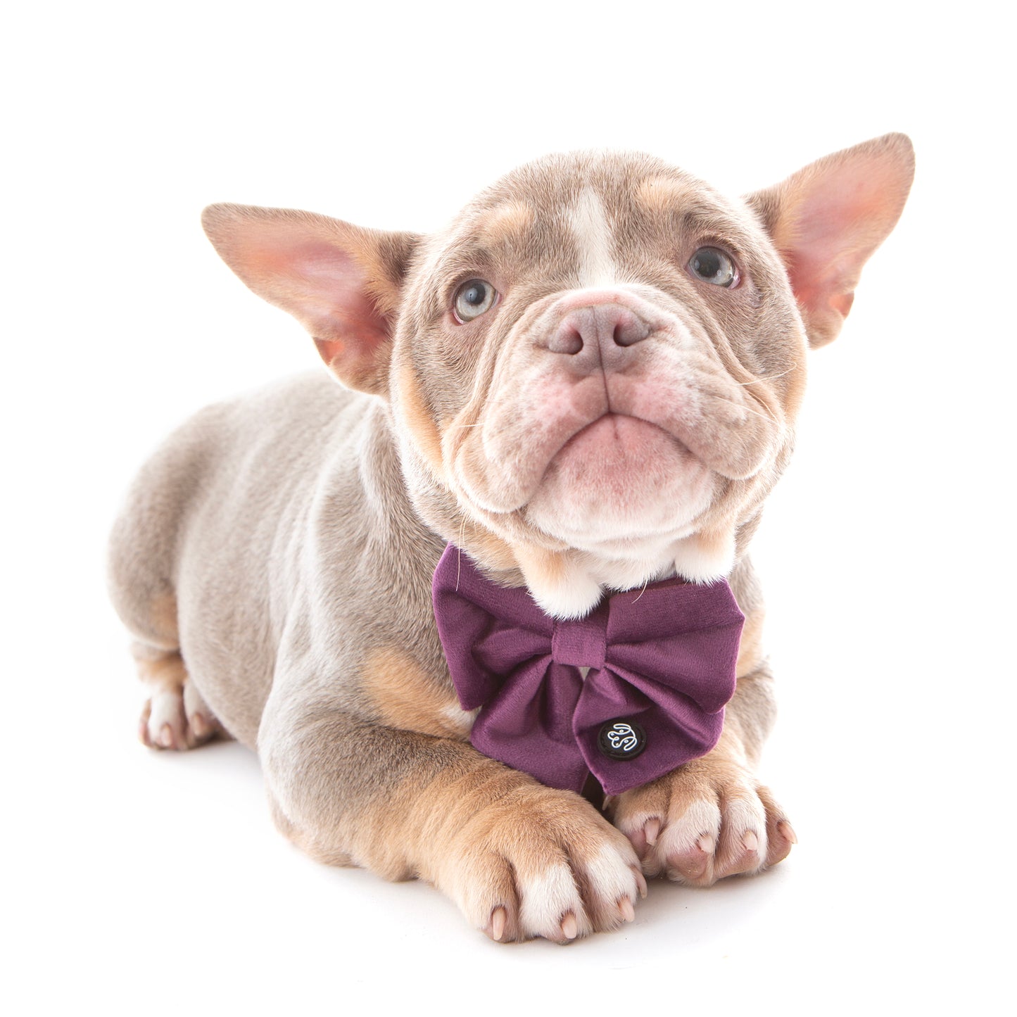 SALE! 25% OFF! Grape Velvet Sailor Bow