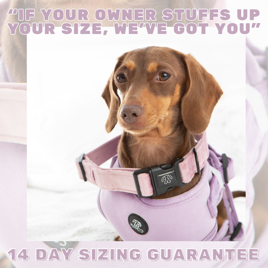 Pink Velvet Harness