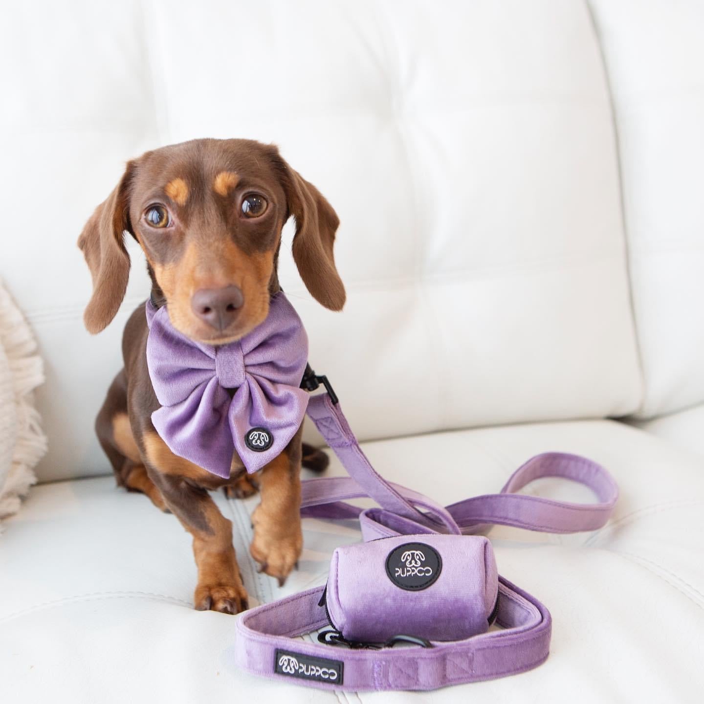 Lilac Collar Bundle