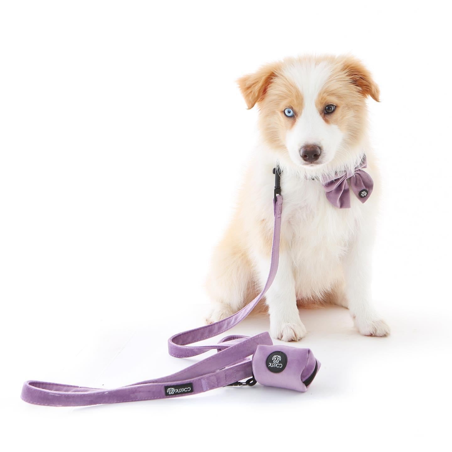 Lilac Collar Bundle