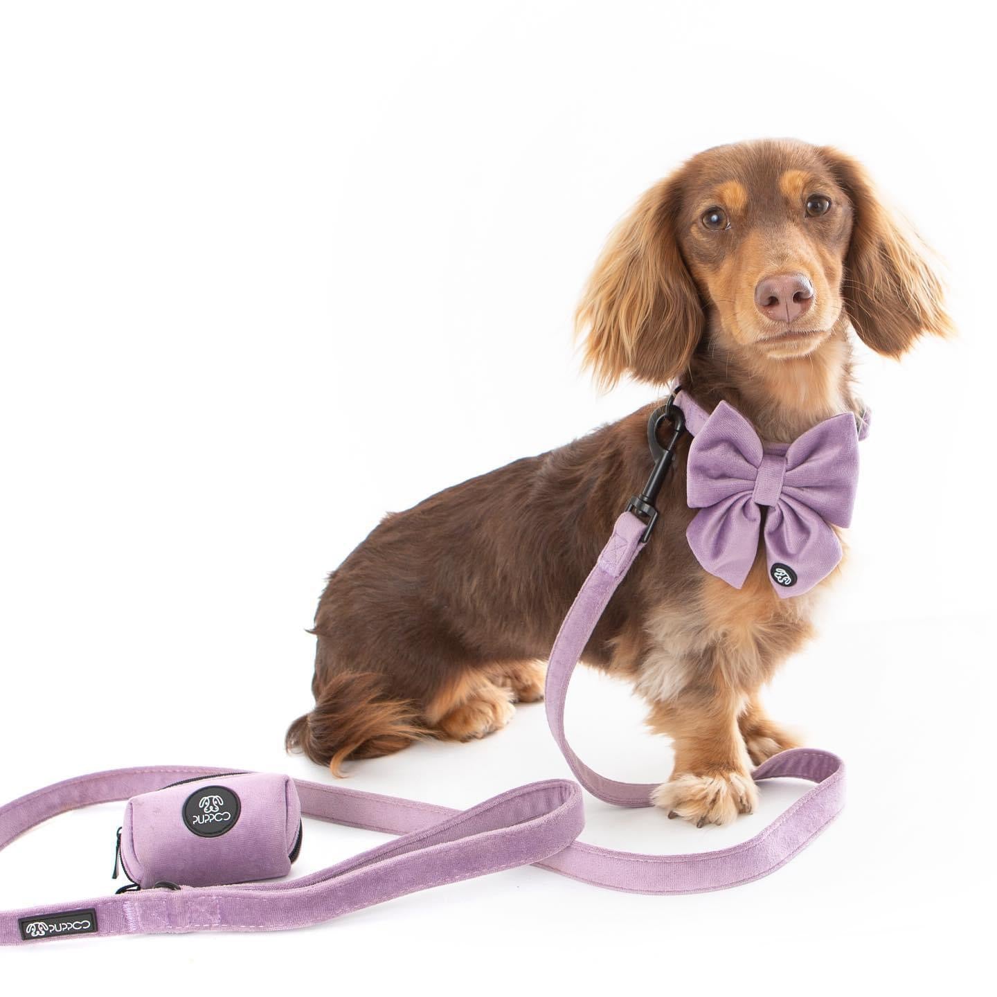 Lilac Collar Bundle