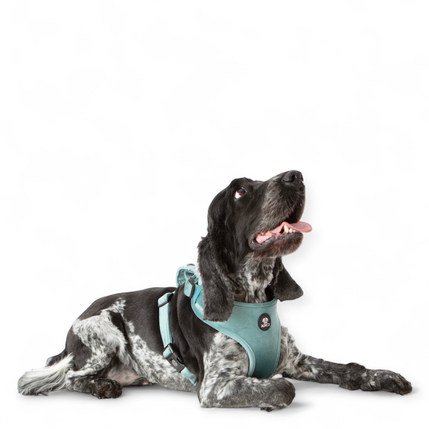Teal Velvet Harness