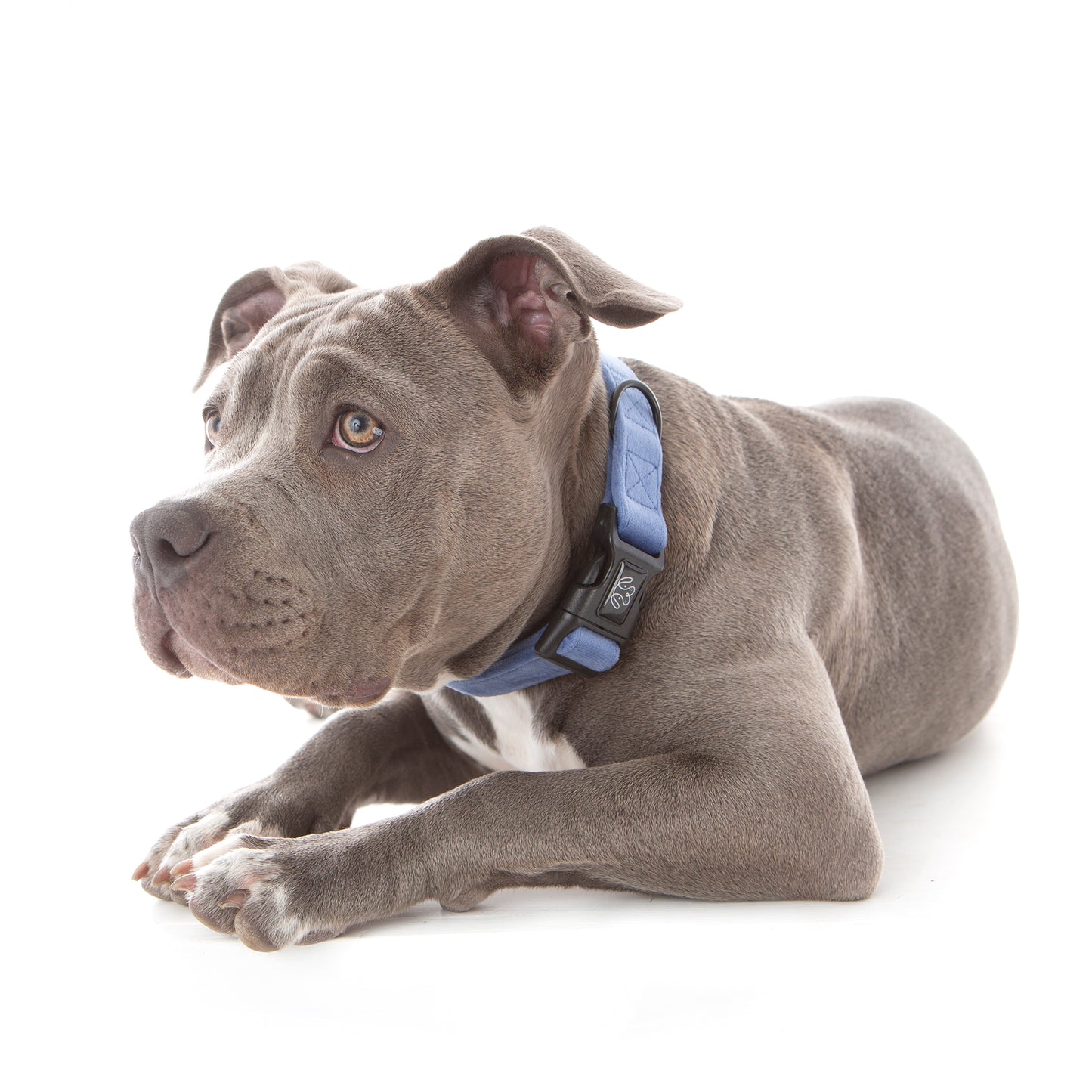 Steel Blue Velvet Collar