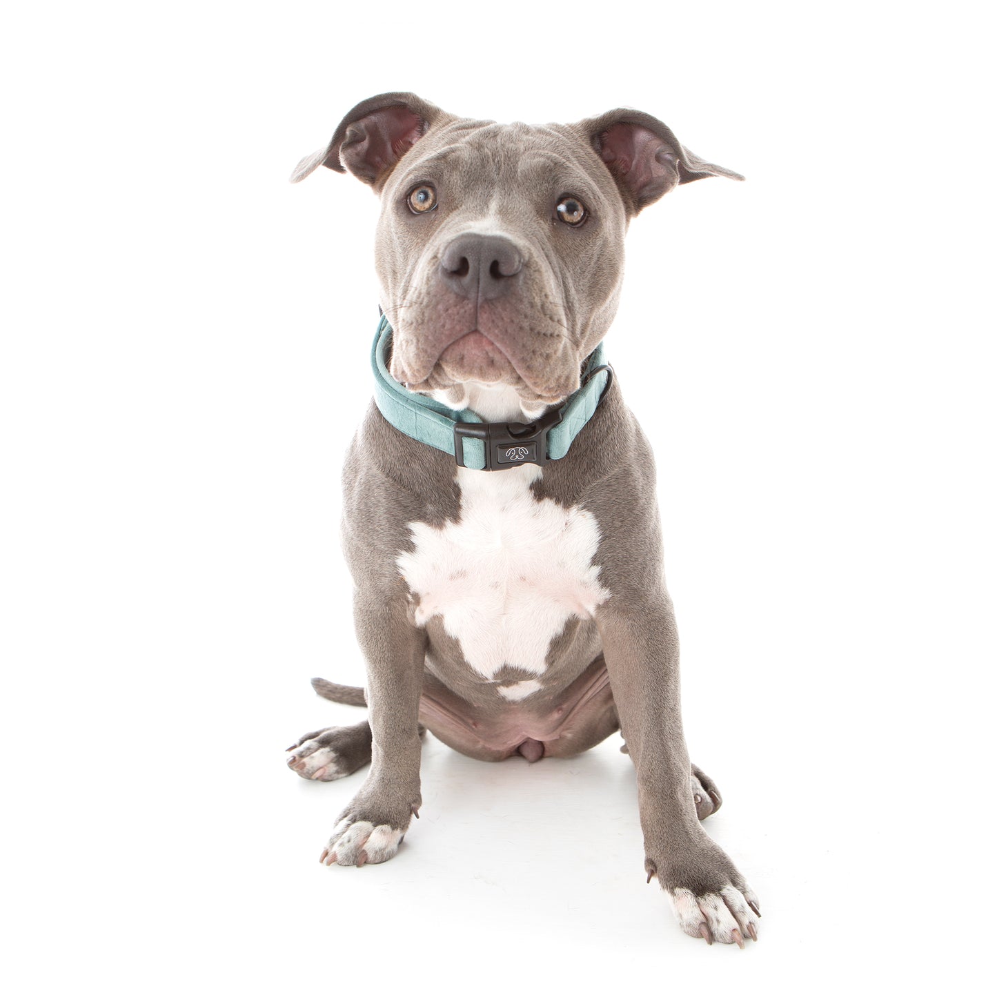 Teal Velvet Collar