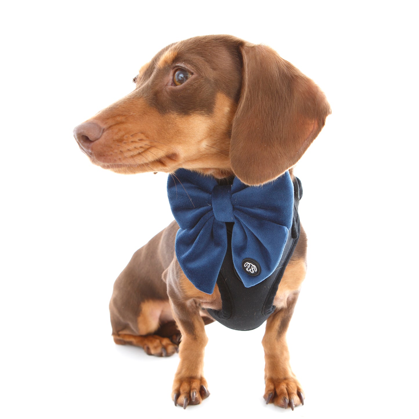 Deep Blue Velvet Sailor Bow