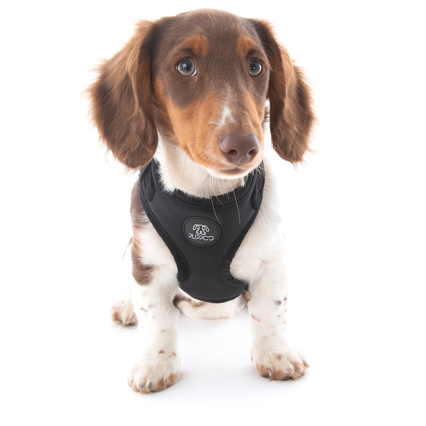 Black Velvet Dog Harness on puppy mini dachshund