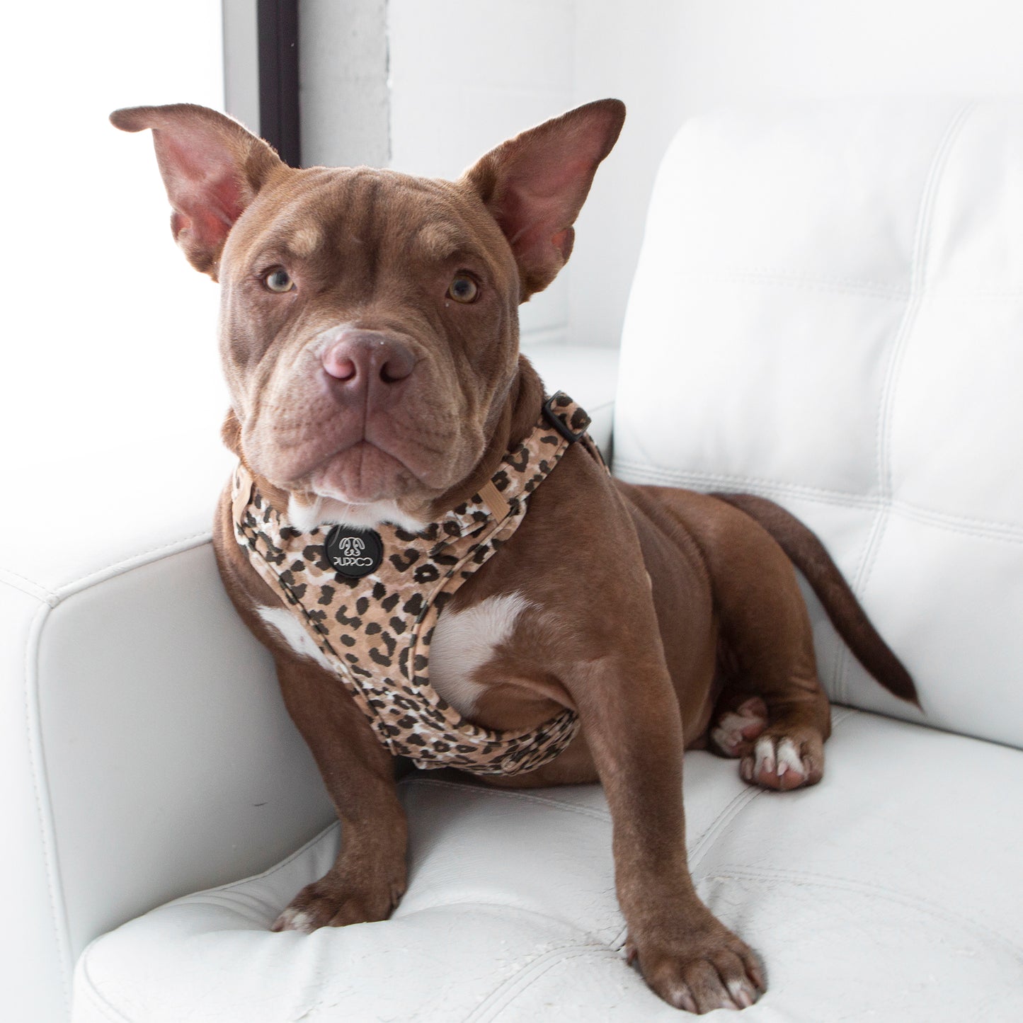 Leopard Print Dog Harness on American Bully