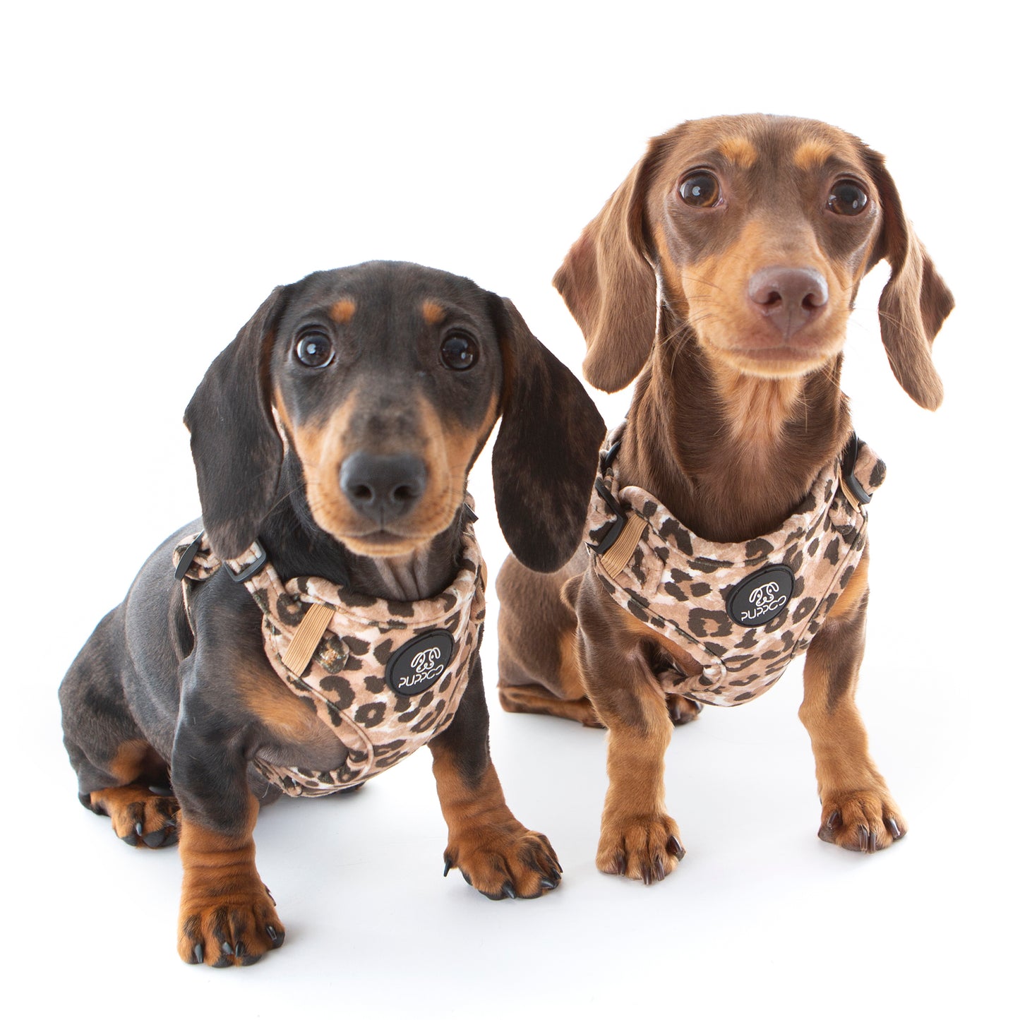 Leopard Print Dog Harness on two Dachunds