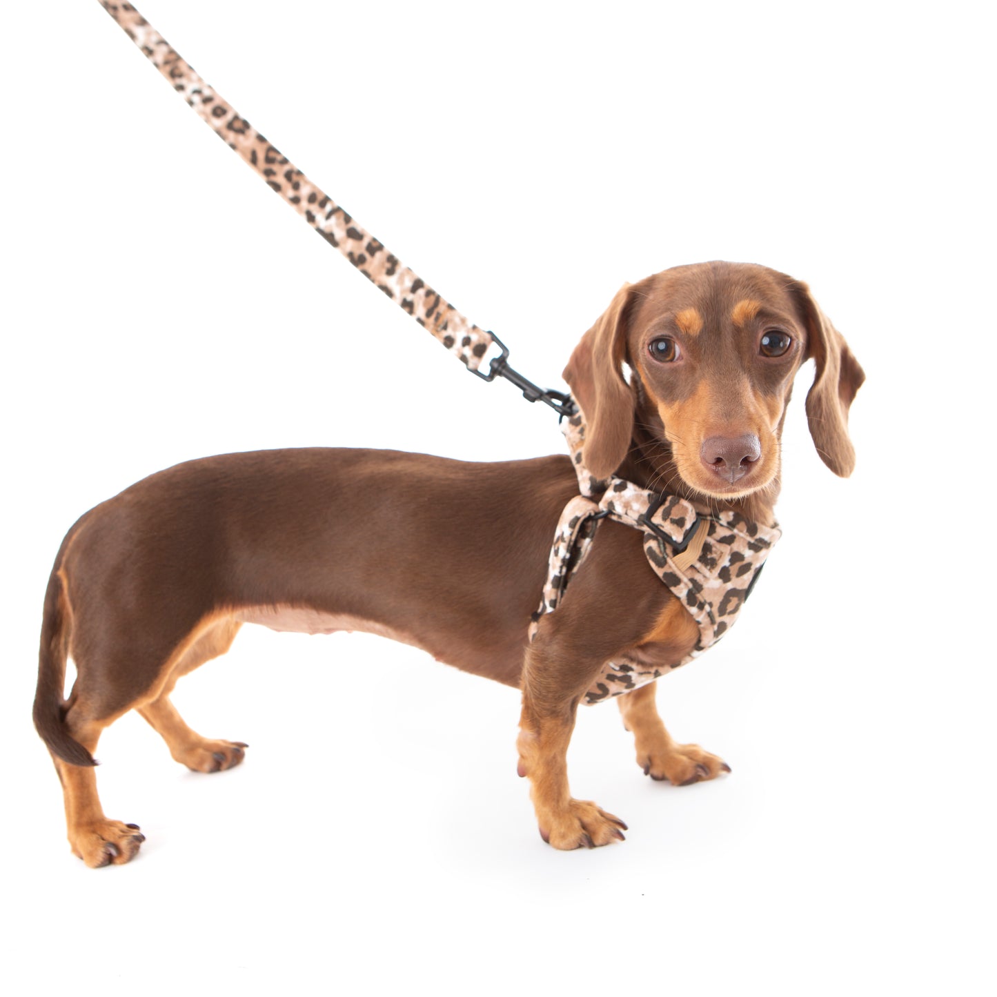 Leopard Print Dog Harness on dachshund with lead