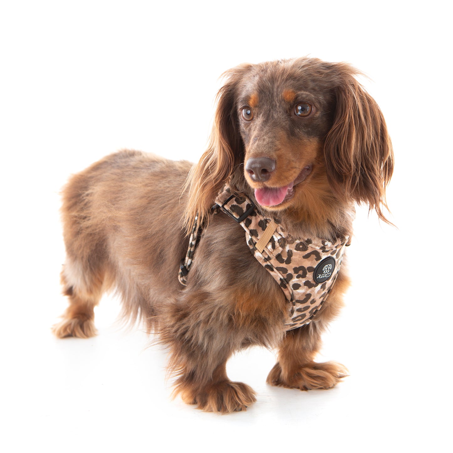 Leopard Print dog harness on long haired dachshund