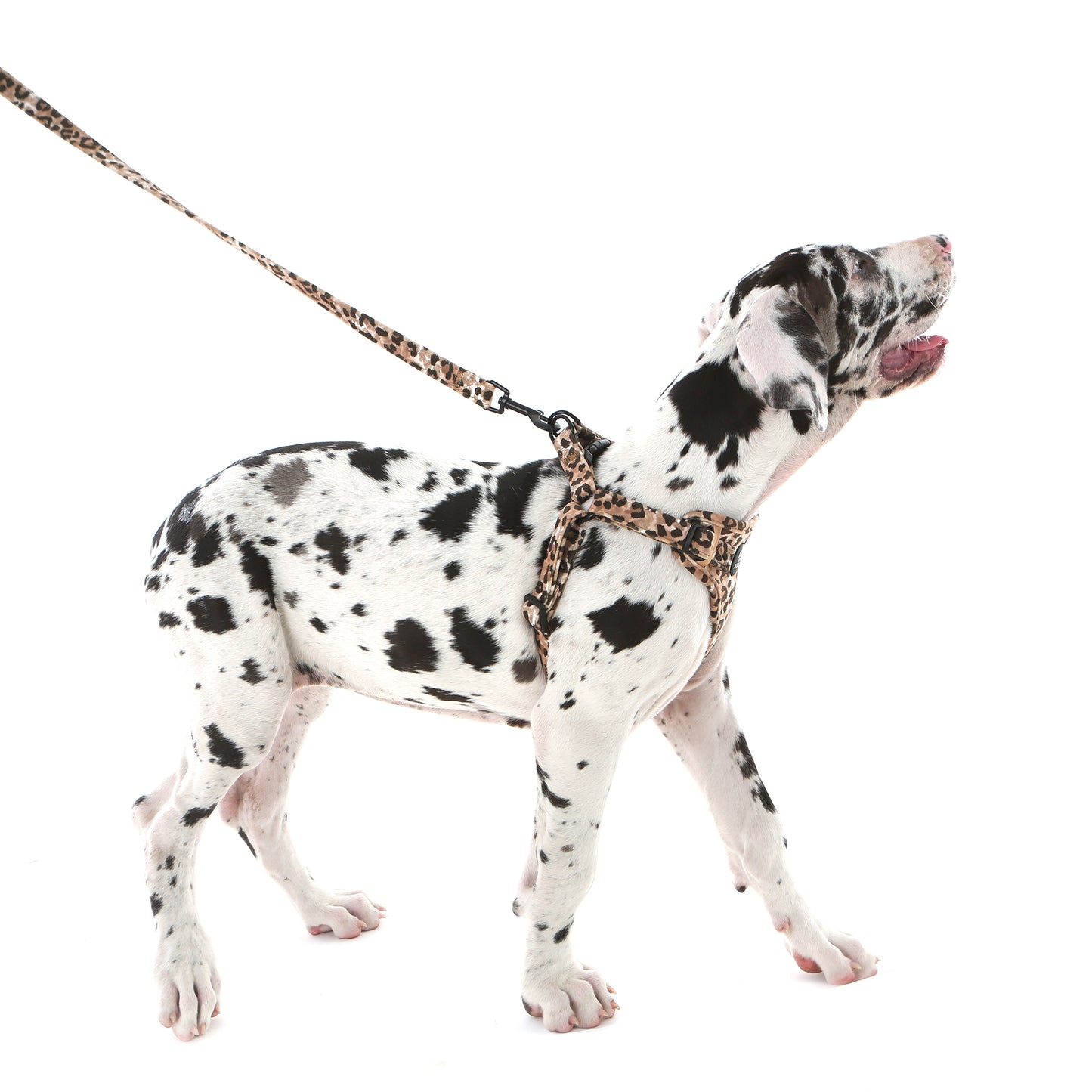 60% OFF! Jungle Velvet STEP IN Harness
