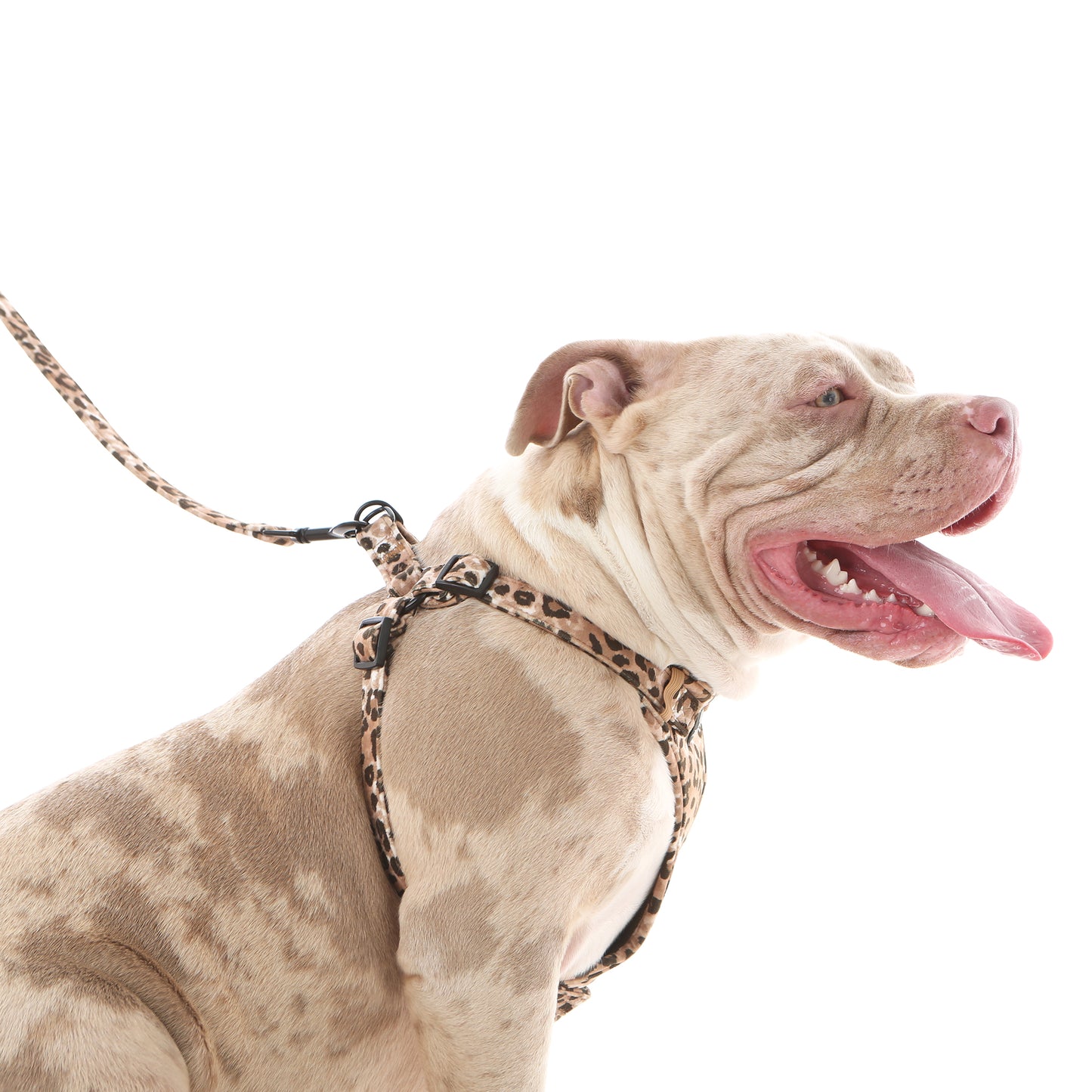 60% OFF! Jungle Velvet STEP IN Harness