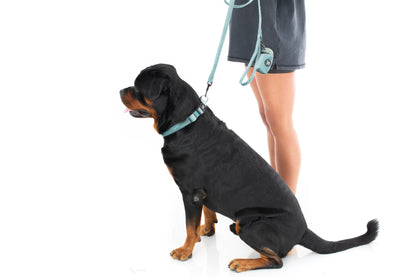Teal Collar Bundle