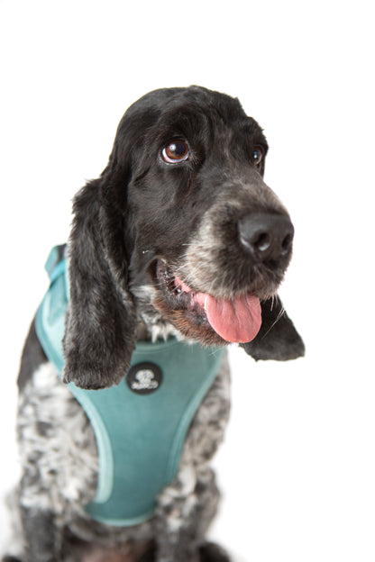 Teal Velvet Harness