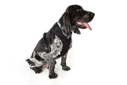 Black Velvet Harness