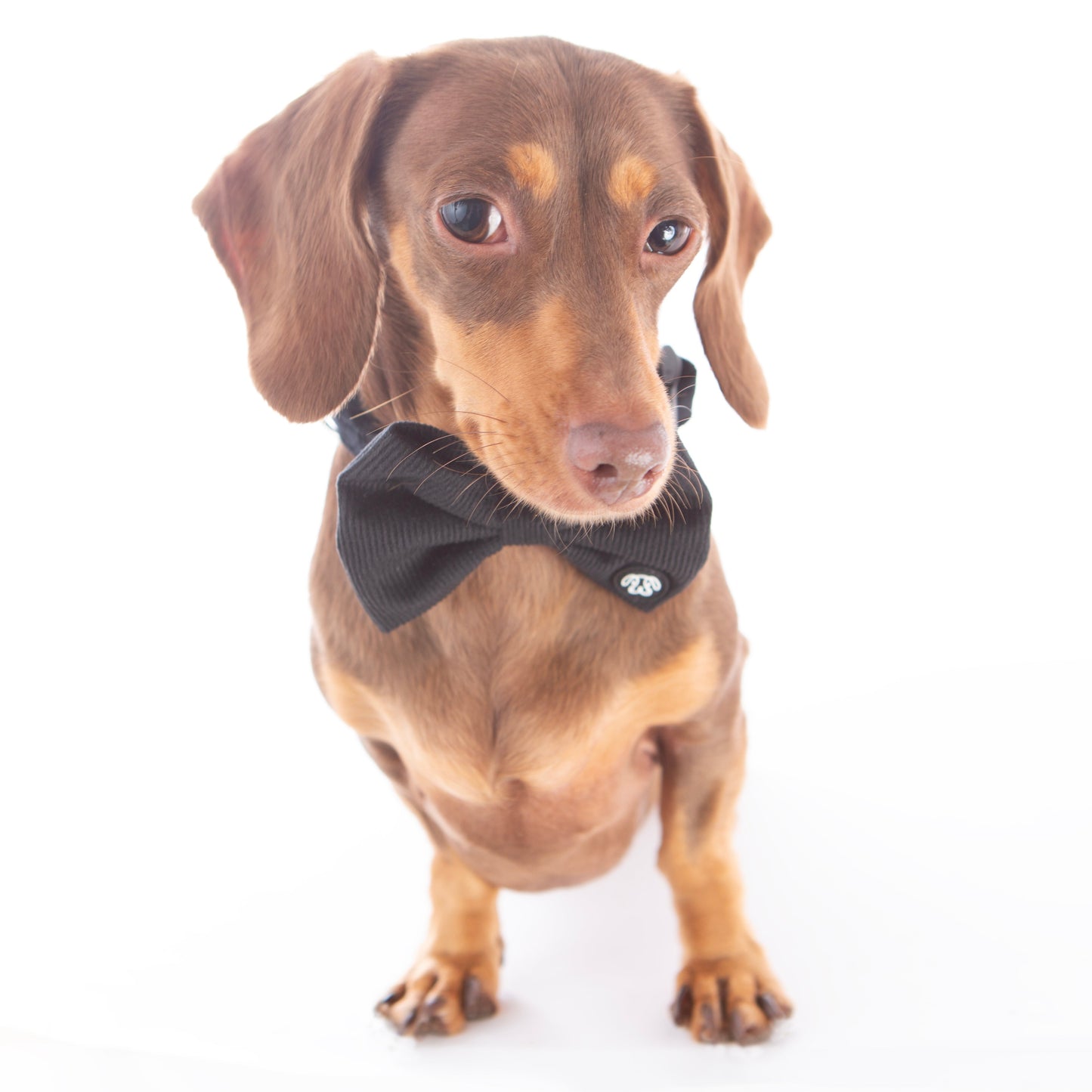 *NEW* Black Corduroy Bow Tie