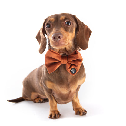 *NEW* Cinnamon Velvet Bow Tie