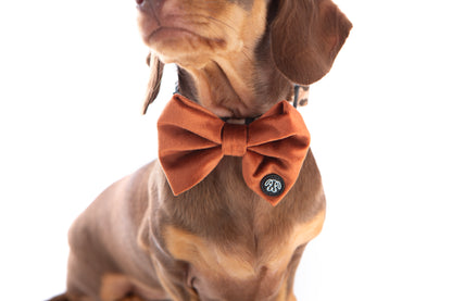 *NEW* Cinnamon Velvet Bow Tie
