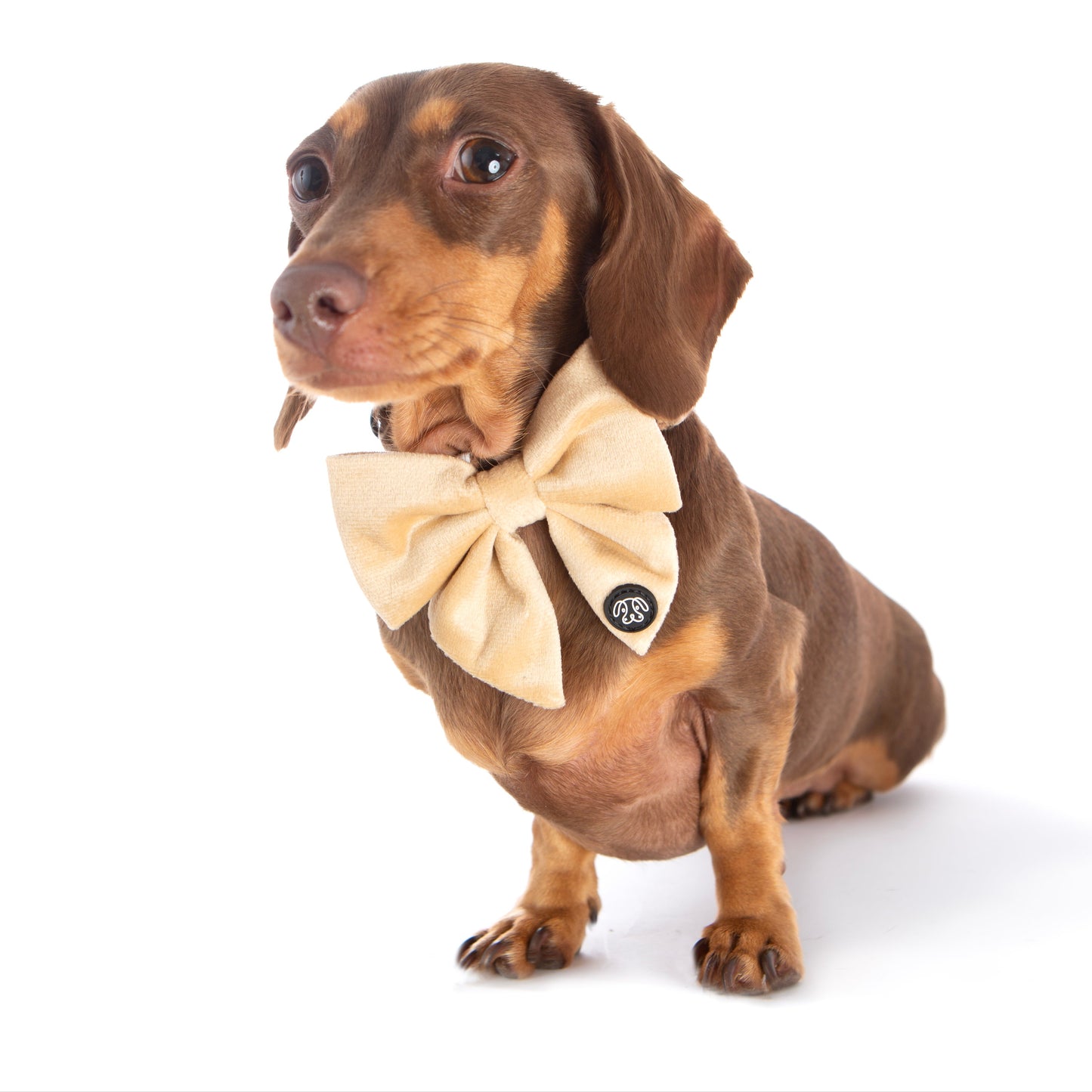 *NEW* Cream Velvet Bow Tie