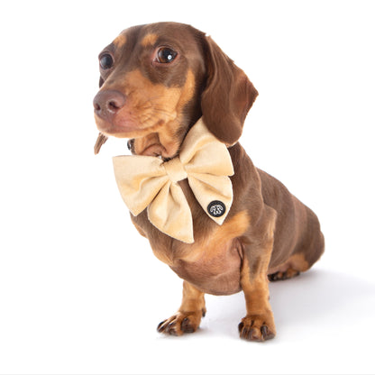 *NEW* Cream Velvet Bow Tie