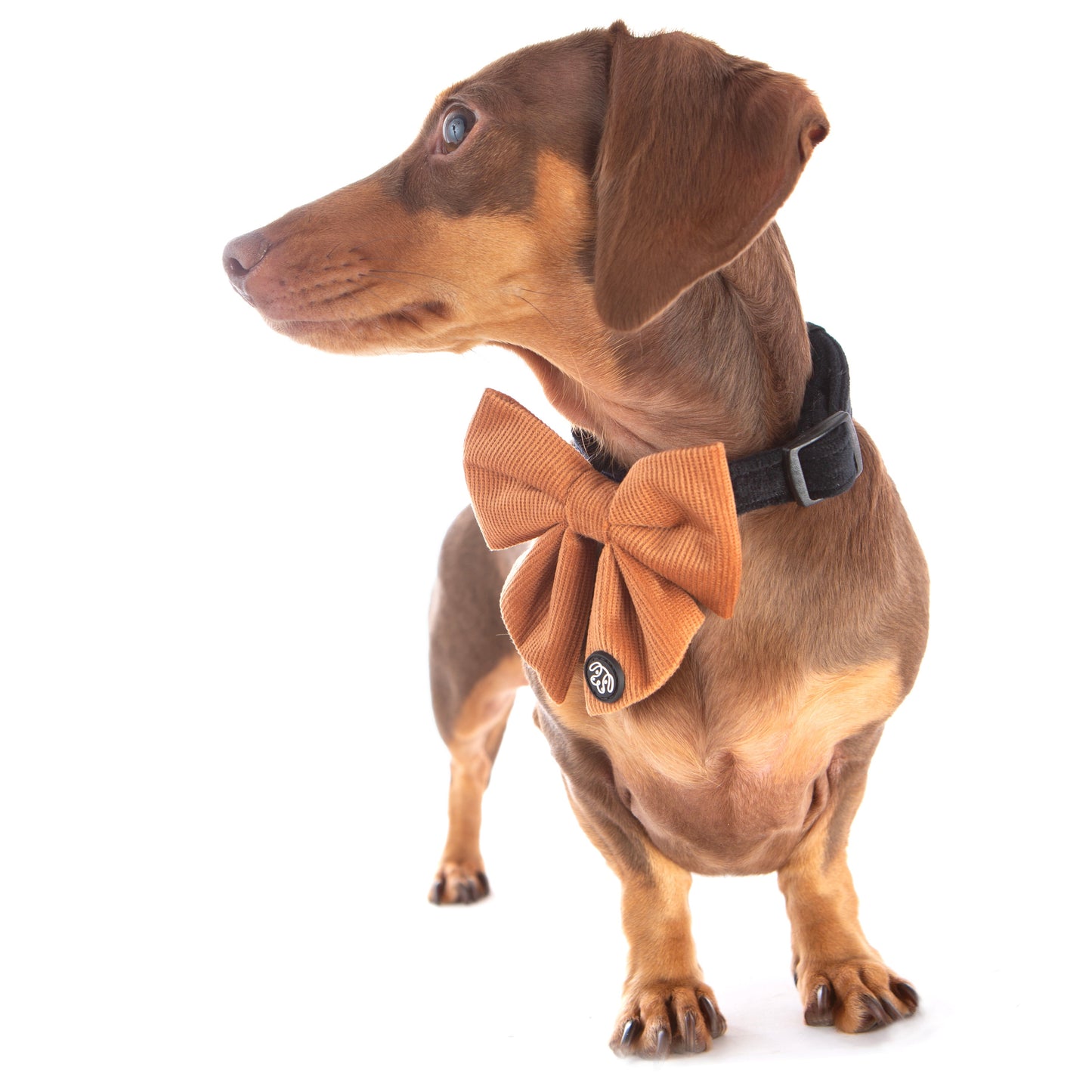 *NEW* Chocolate Corduroy Sailor Bow