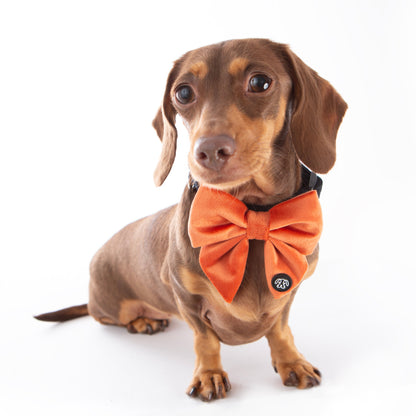 *NEW* Peach Velvet Sailor Bow