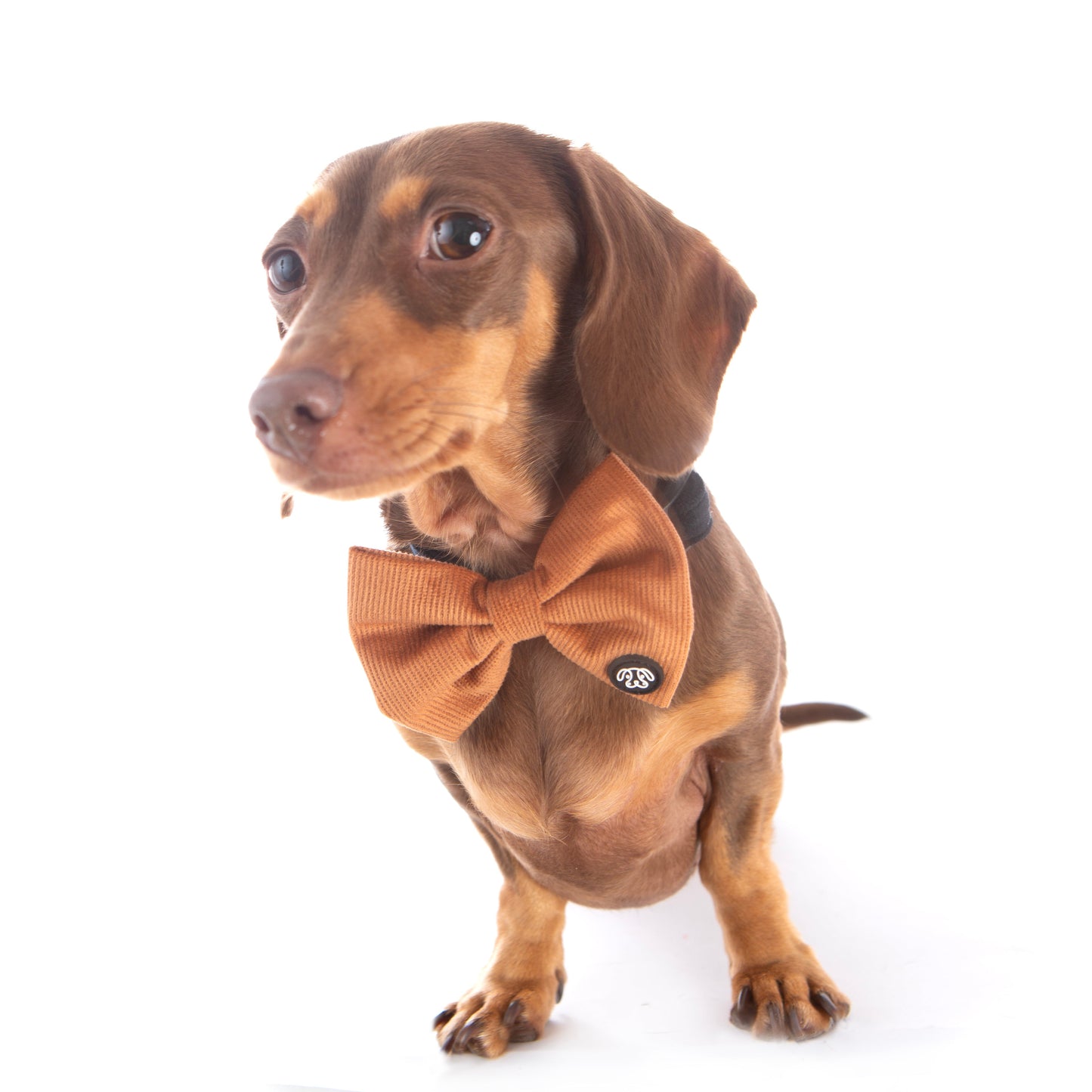 *NEW* Chocolate Corduroy Bow Tie