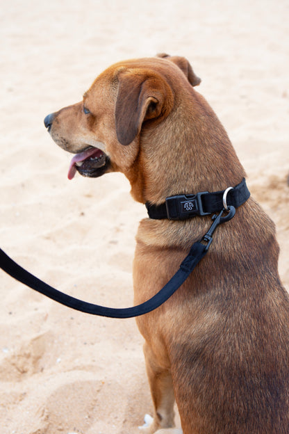 Black Velvet Collar